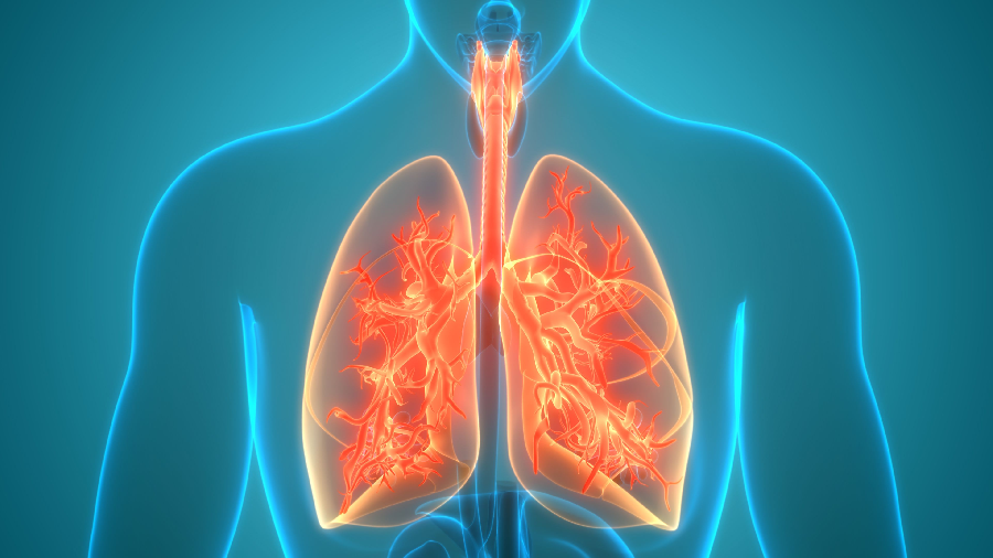 What is the respiratory system? - E Who Know